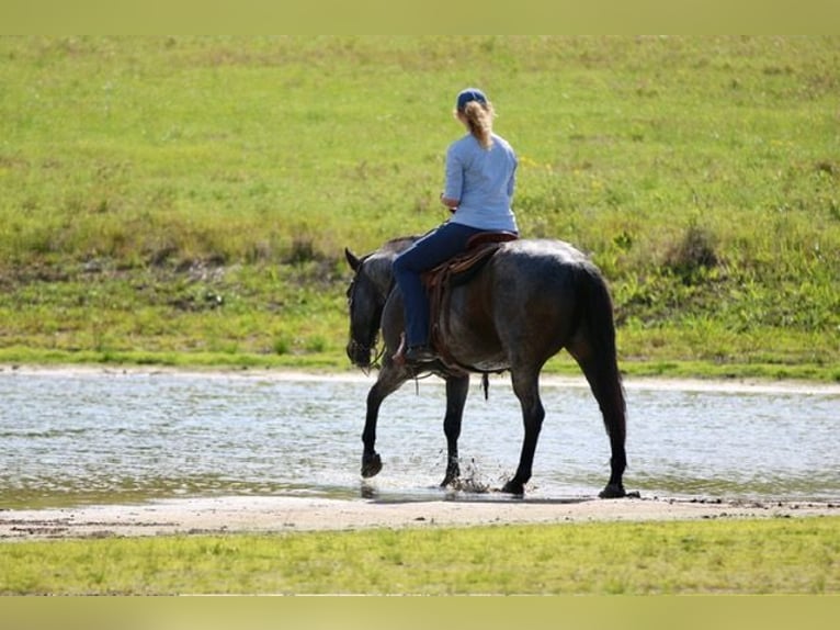 American Quarter Horse Gelding 13 years 15 hh Roan-Bay in Athens