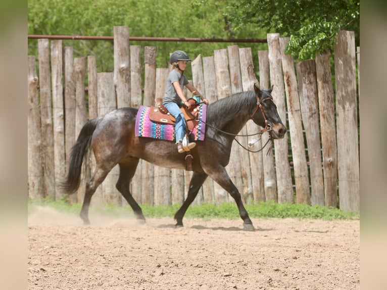 American Quarter Horse Gelding 13 years 15 hh Roan-Bay in Athens