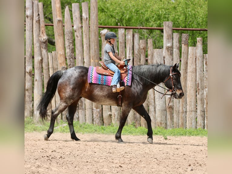 American Quarter Horse Gelding 13 years 15 hh Roan-Bay in Athens