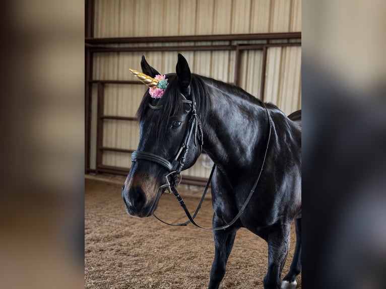 American Quarter Horse Gelding 13 years 15 hh Roan-Bay in Athens