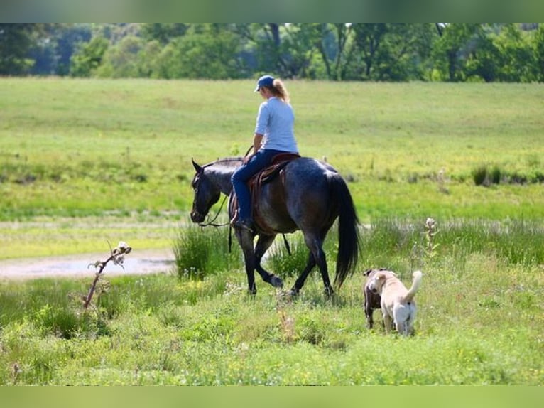 American Quarter Horse Gelding 13 years 15 hh Roan-Bay in Athens