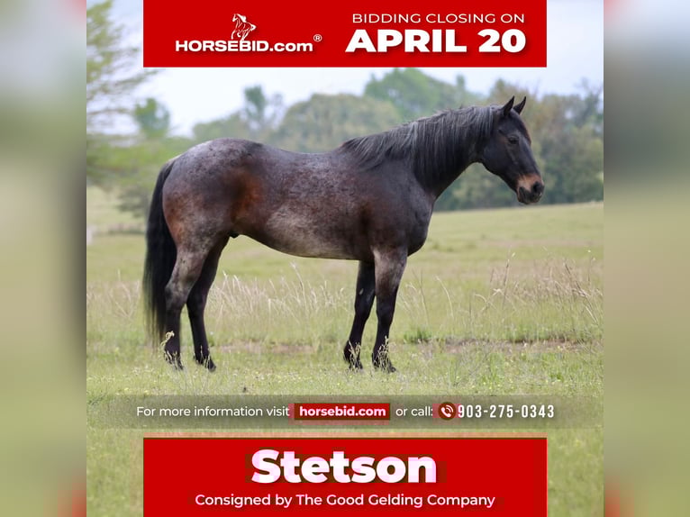 American Quarter Horse Gelding 13 years 15 hh Roan-Bay in Athens