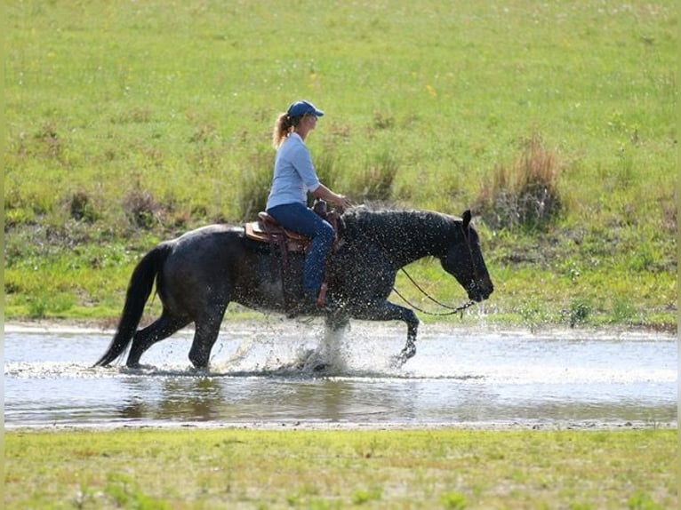 American Quarter Horse Gelding 13 years 15 hh Roan-Bay in Athens