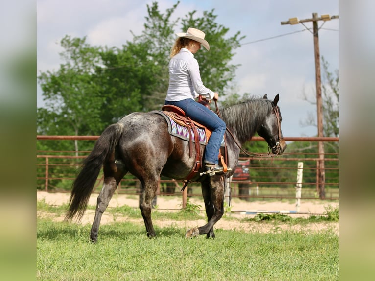 American Quarter Horse Gelding 13 years 15 hh Roan-Bay in Athens