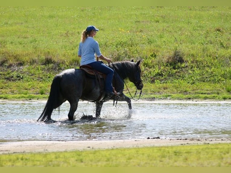 American Quarter Horse Gelding 13 years 15 hh Roan-Bay in Athens