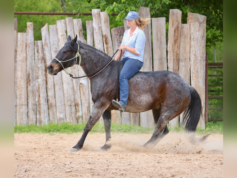 American Quarter Horse Gelding 13 years 15 hh Roan-Bay in Athens