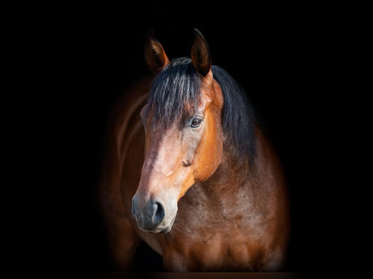 American Quarter Horse Gelding 13 years 15 hh Roan-Bay in Granbury TX