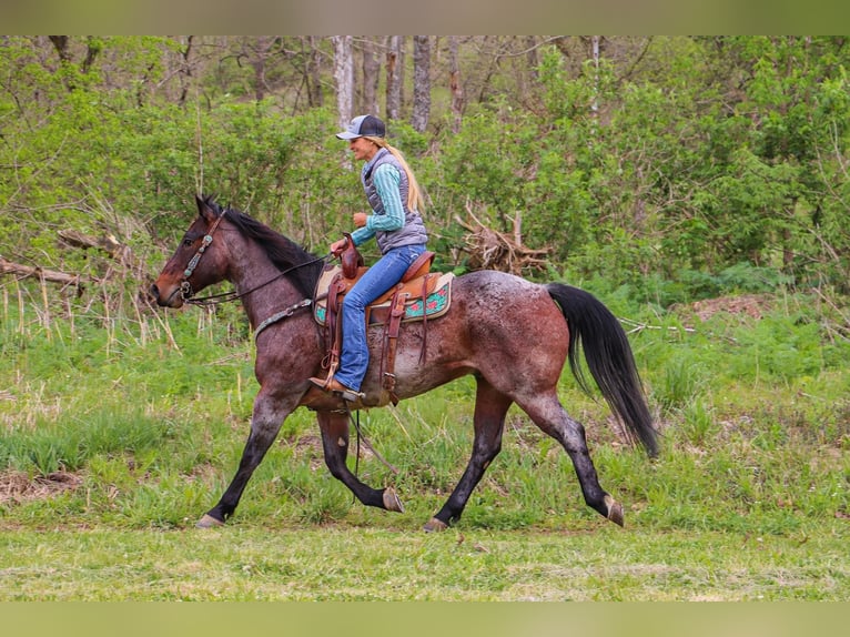 American Quarter Horse Gelding 13 years 15 hh Roan-Bay in Hillsboro KY