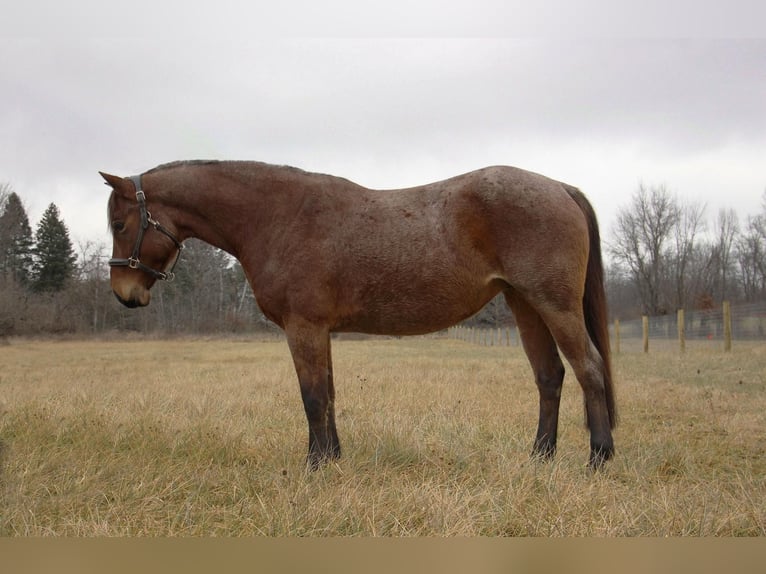 American Quarter Horse Gelding 13 years 15 hh Roan-Bay in Howell MI