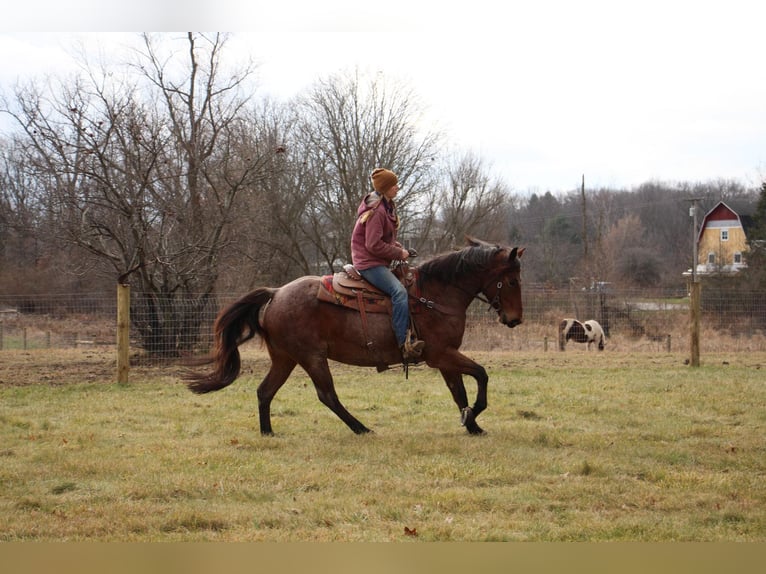 American Quarter Horse Gelding 13 years 15 hh Roan-Bay in Howell MI