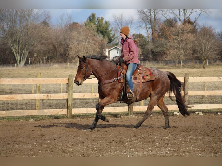 American Quarter Horse Gelding 13 years 15 hh Roan-Bay in Howell MI