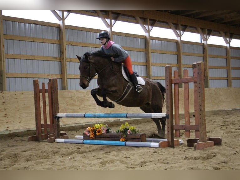 American Quarter Horse Gelding 13 years 15 hh Roan-Bay in Howell MI