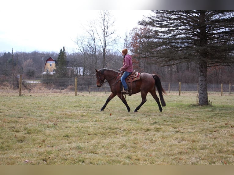 American Quarter Horse Gelding 13 years 15 hh Roan-Bay in Howell MI