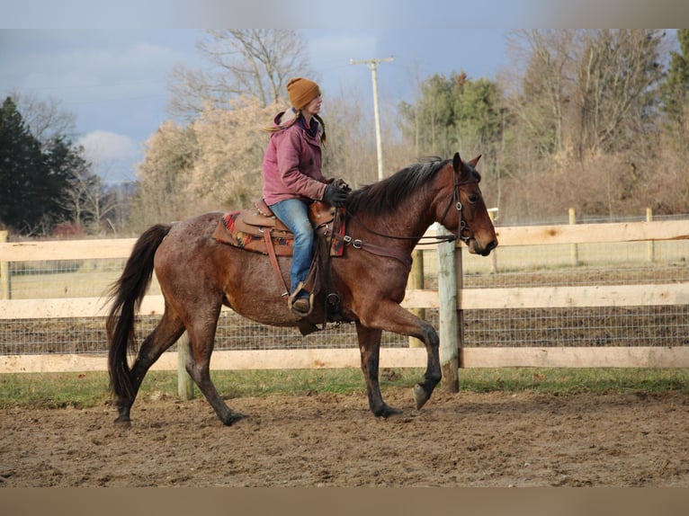 American Quarter Horse Gelding 13 years 15 hh Roan-Bay in Howell MI