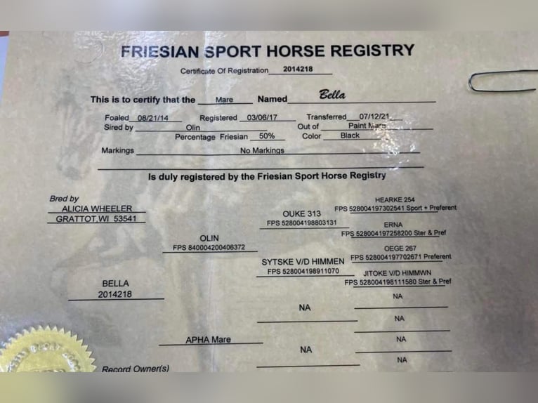 American Quarter Horse Gelding 13 years 15 hh Roan-Bay in Howell MI