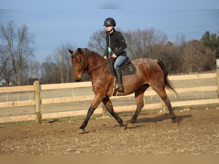 American Quarter Horse Gelding 13 years 15 hh Roan-Bay in Howell MI