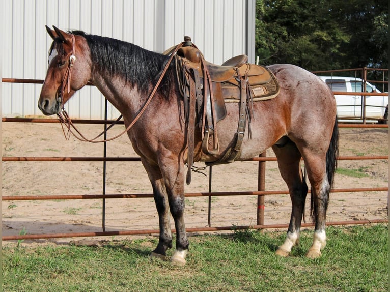 American Quarter Horse Gelding 13 years 15 hh Roan-Bay in Rusk TX