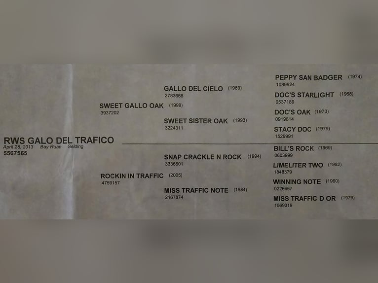 American Quarter Horse Gelding 13 years 15 hh Roan-Bay in Weatherford TX