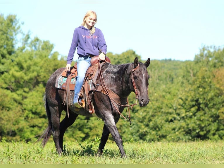 American Quarter Horse Gelding 13 years 15 hh Roan-Blue in Clarion, PA