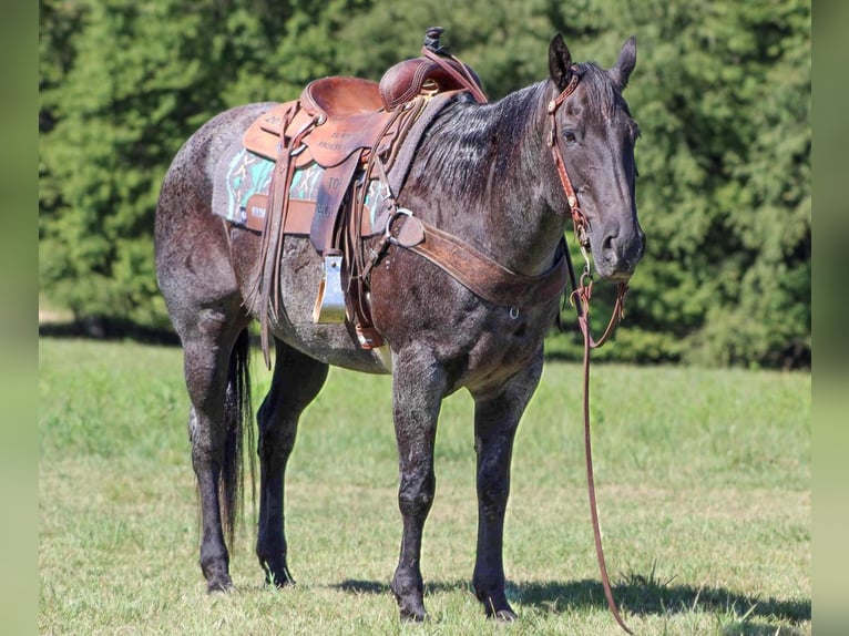 American Quarter Horse Gelding 13 years 15 hh Roan-Blue in Clarion, PA