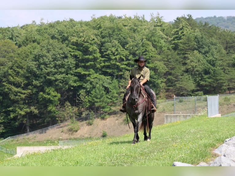 American Quarter Horse Gelding 13 years 15 hh Roan-Blue in Rebersburg, PA