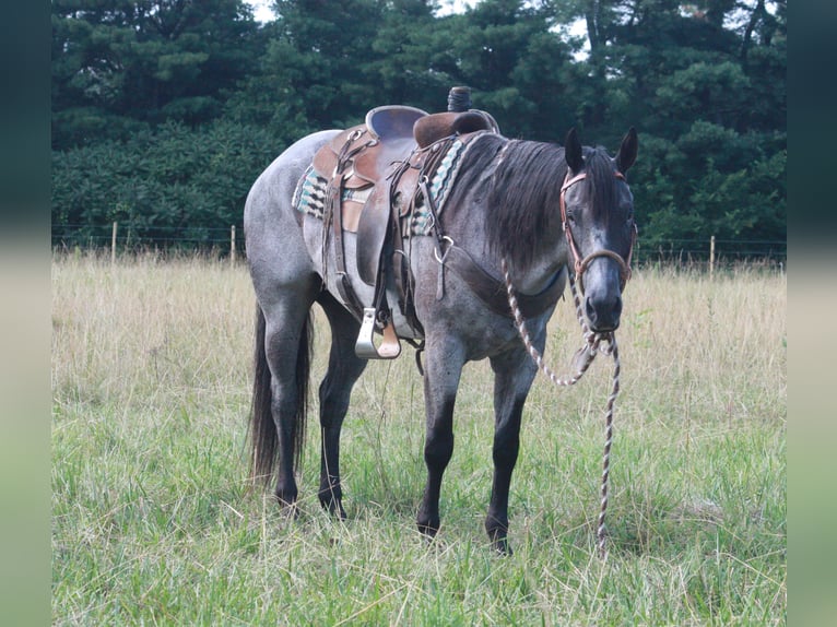 American Quarter Horse Gelding 13 years 15 hh Roan-Blue in North Judson IN
