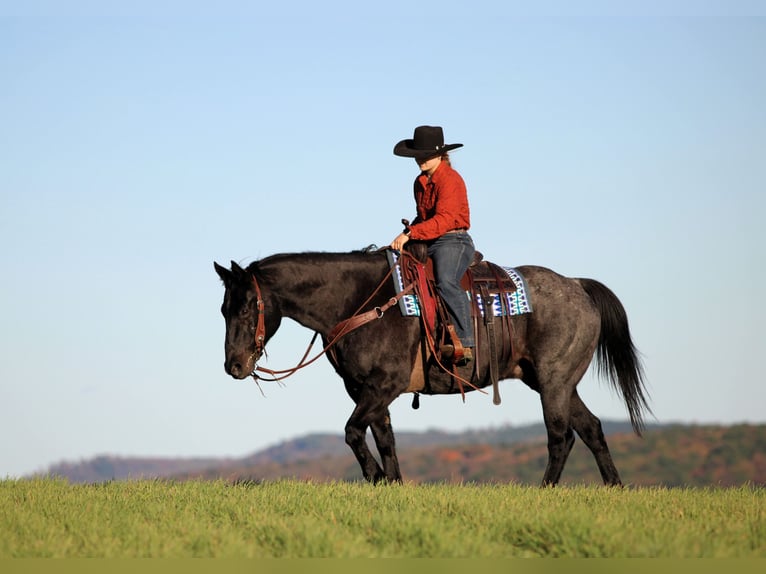 American Quarter Horse Gelding 13 years 15 hh Roan-Blue in Clarion