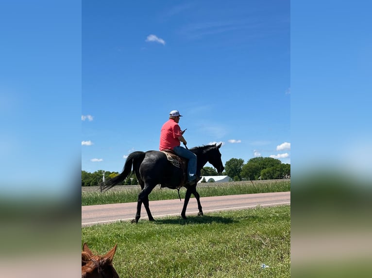 American Quarter Horse Gelding 13 years 15 hh Roan-Blue in Corsica