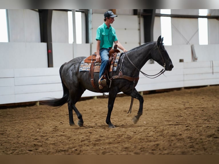 American Quarter Horse Gelding 13 years 15 hh Roan-Blue in Corsica