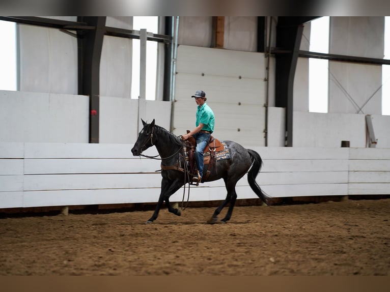 American Quarter Horse Gelding 13 years 15 hh Roan-Blue in Corsica