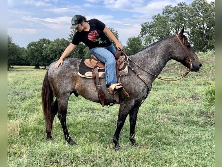 American Quarter Horse Gelding 13 years 15 hh Roan-Blue in Weatherford TX