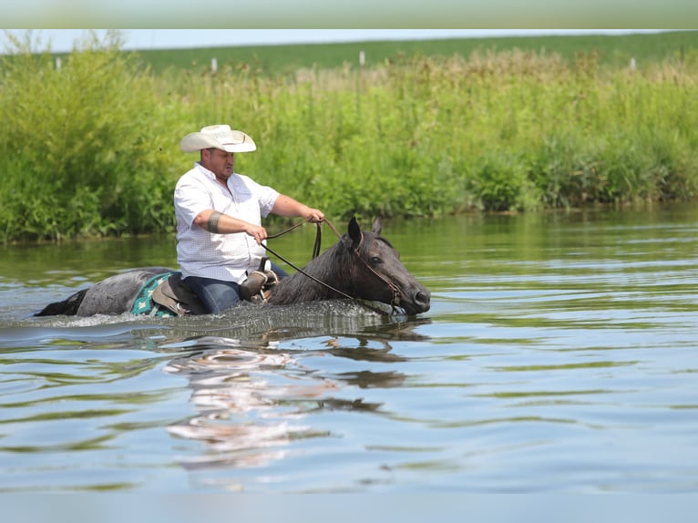 American Quarter Horse Gelding 13 years 15 hh Roan-Blue in Charleston IL