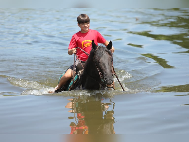 American Quarter Horse Gelding 13 years 15 hh Roan-Blue in Charleston IL