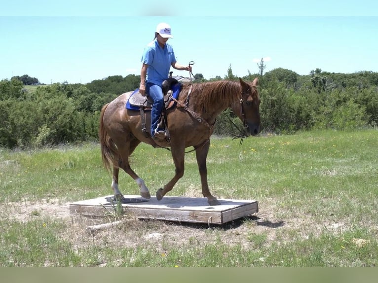 American Quarter Horse Gelding 13 years 15 hh Roan-Red in Stephenville