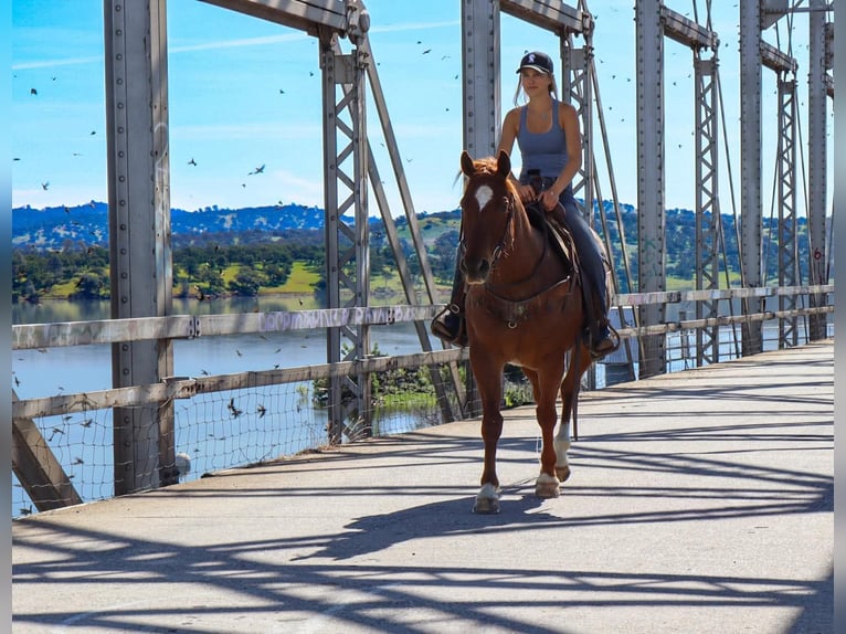 American Quarter Horse Gelding 13 years 15 hh Roan-Red in Sulphur Springs