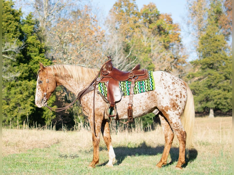American Quarter Horse Gelding 13 years 15 hh Roan-Red in Greenville KY