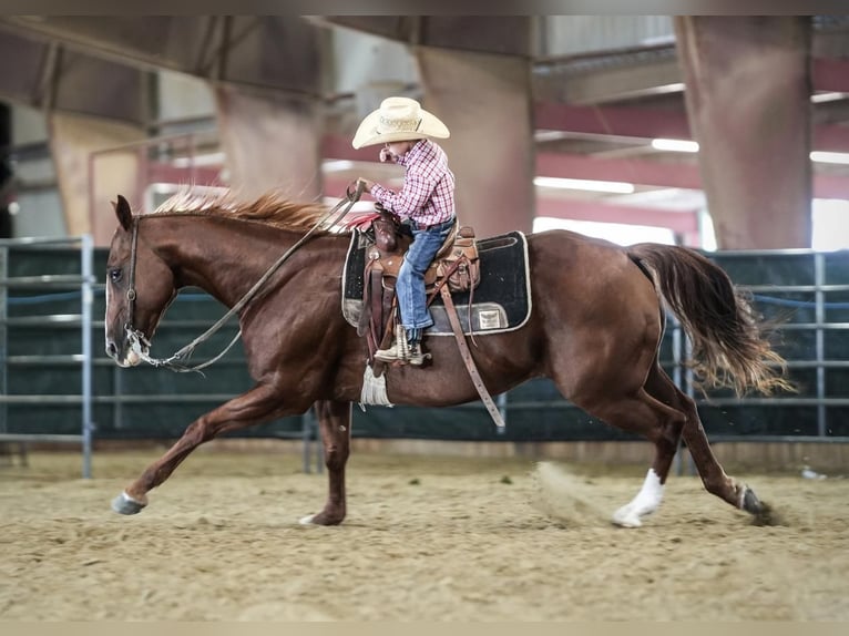 American Quarter Horse Gelding 13 years 15 hh Sorrel in Addison, TX
