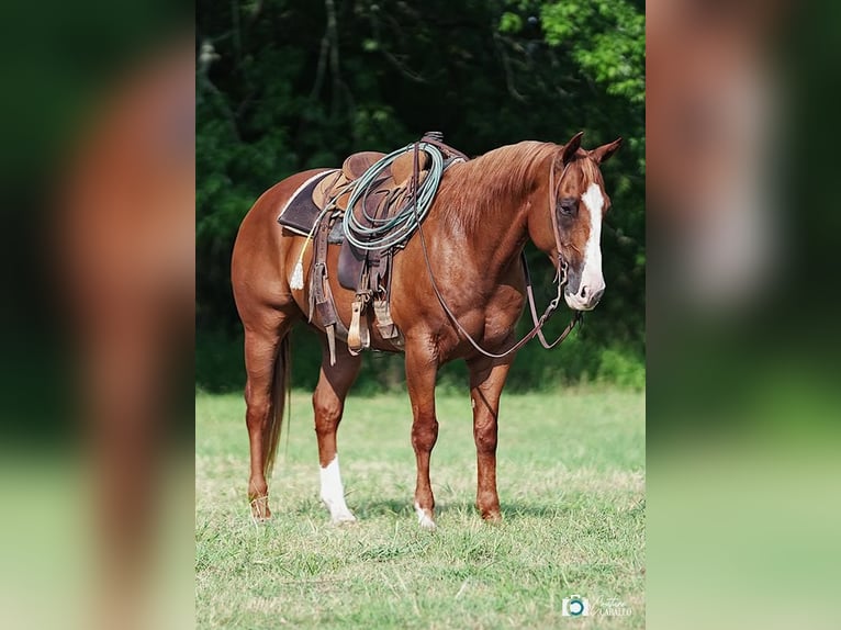 American Quarter Horse Gelding 13 years 15 hh Sorrel in Addison, TX