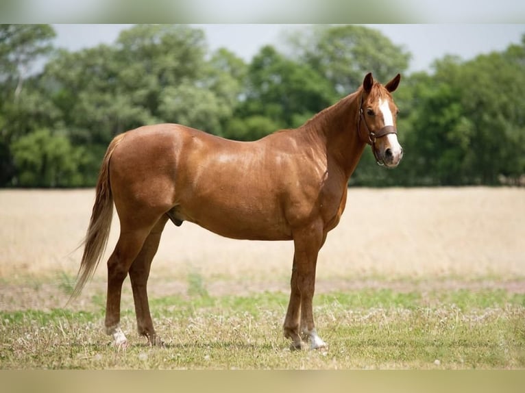 American Quarter Horse Gelding 13 years 15 hh Sorrel in Boyceville, WI