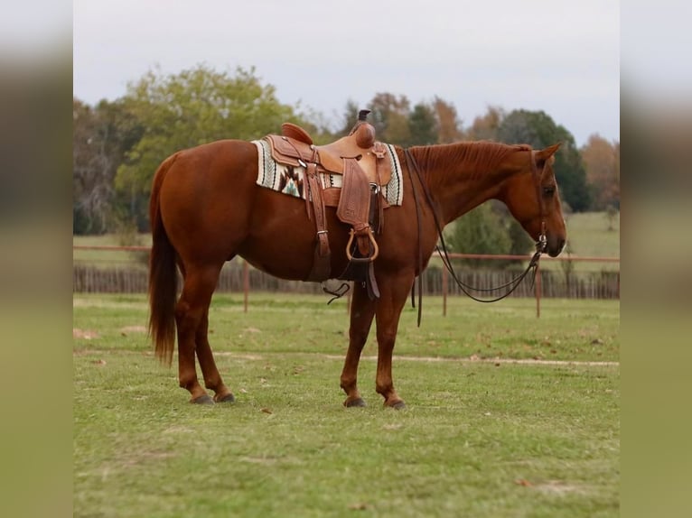 American Quarter Horse Gelding 13 years 15 hh Sorrel in Grand Saline, TX