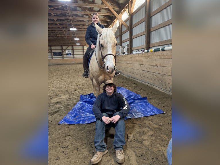 American Quarter Horse Gelding 13 years 15 hh in Cortland