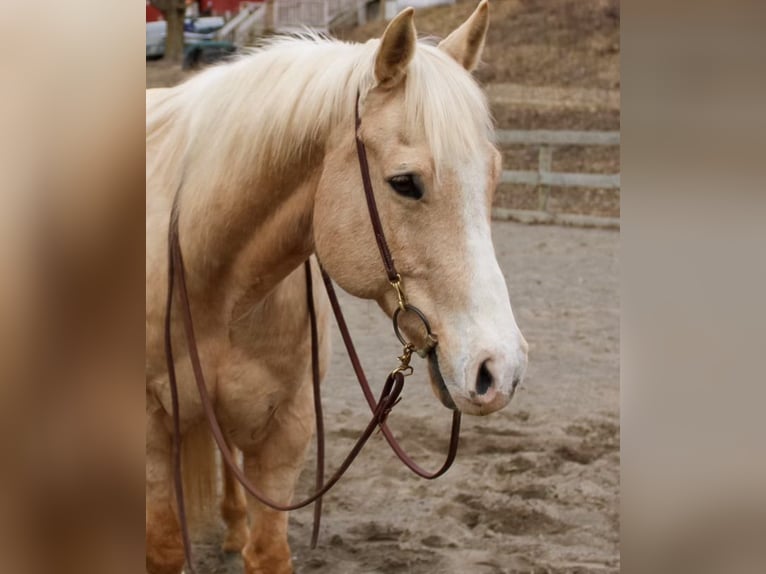 American Quarter Horse Gelding 13 years 15 hh in Cortland