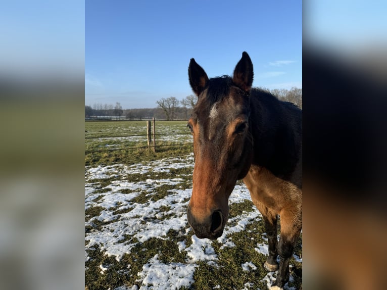 American Quarter Horse Gelding 13 years 15,1 hh Bay-Dark in Gütersloh