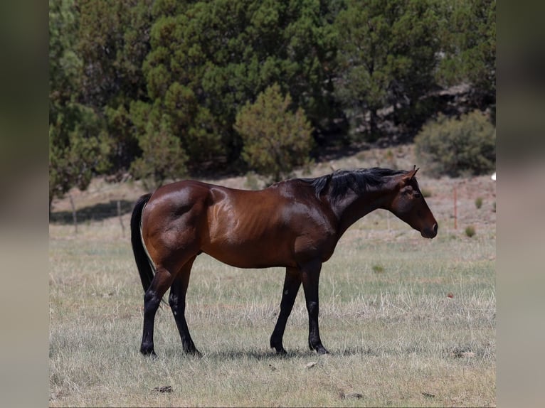 American Quarter Horse Gelding 13 years 15,1 hh Bay in Cottonwood AZ