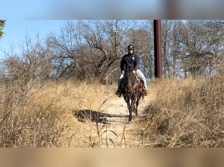 American Quarter Horse Gelding 13 years 15,1 hh Black in Stephenville