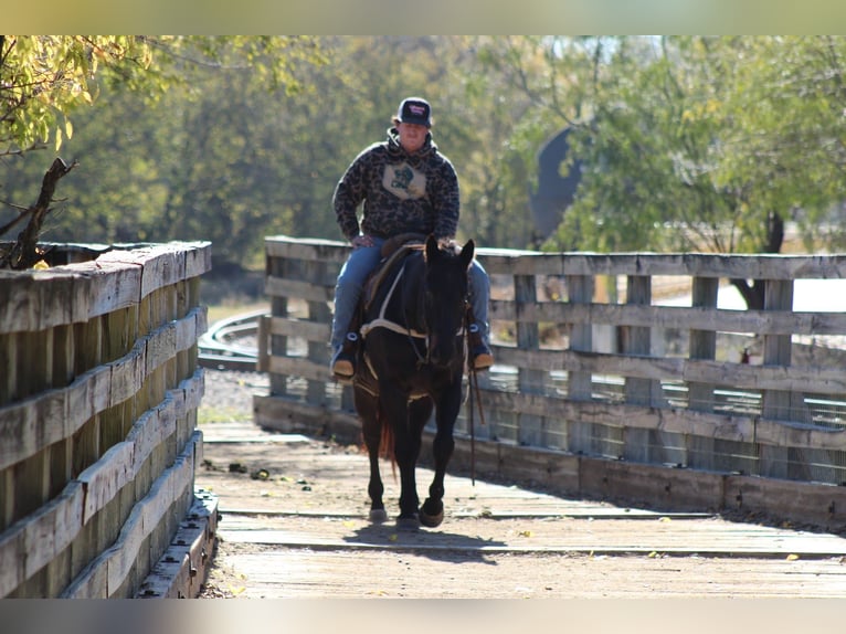 American Quarter Horse Gelding 13 years 15,1 hh Black in Stephenville