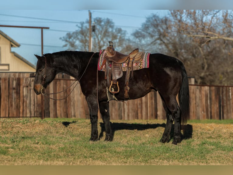 American Quarter Horse Gelding 13 years 15,1 hh Black in Stephenville