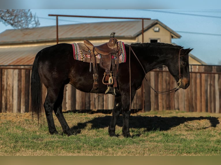 American Quarter Horse Gelding 13 years 15,1 hh Black in Stephenville