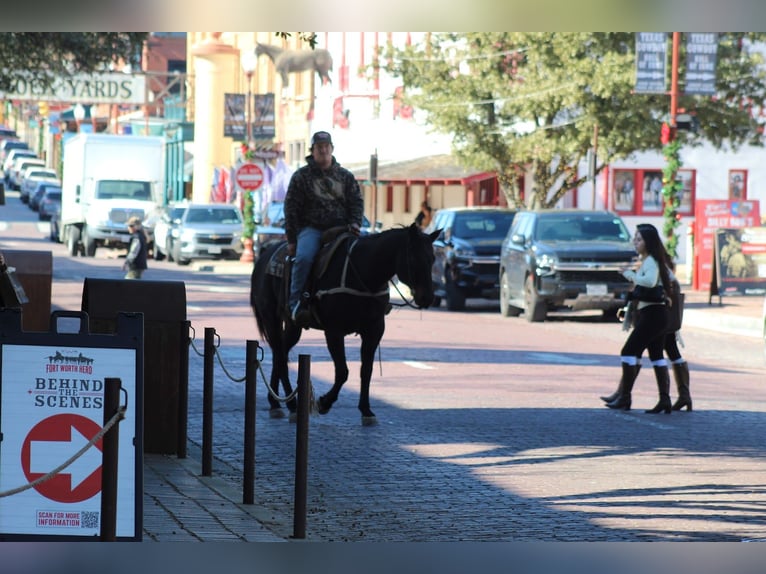 American Quarter Horse Gelding 13 years 15,1 hh Black in Stephenville
