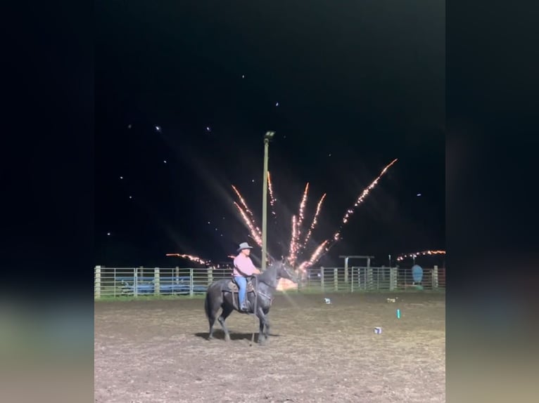 American Quarter Horse Gelding 13 years 15,1 hh Black in Lisbon IA